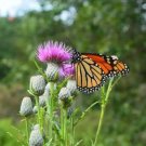 100 Seeds Swamp Thistle Native Seeds for Planting Cirsium muticum (Seeds)