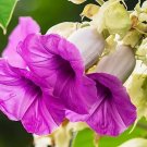 100 Seeds Elephant Creeper Vine Seeds for Planting (Seeds)