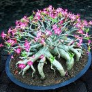10 Seeds Mixed Color Desert Rose Seeds to Grow Adenium Obesum (Seeds)