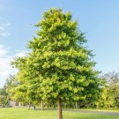 5 Seeds Big Healthy Pin Oak Tree Seeds for Planting (Seeds)
