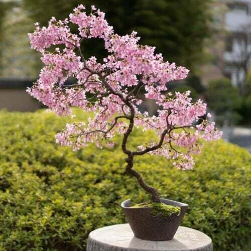 10 Seeds Bonsai Cherry Blossom Tree Seeds Excellent Bonsai Specimen (Seeds)