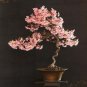 10 Seeds Bonsai Cherry Blossom Tree Seeds Excellent Bonsai Specimen (Seeds)