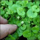 100 Seeds Dichondra Ground Cover Seeds (Dichondra Repens) (Seeds)