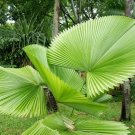 5 Seeds Fiji Fan Palm Seeds for Planting Pritchardia Pacifica (Seeds)