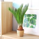 2 Seeds Sago Palm Seeds for Planting - Great Indoor Plant (Seeds)