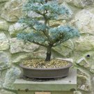 10 Seeds Atlas Cedar Bonsai Tree Seeds Stunning Evergreen Specimen Cedrus Atlantic (Seeds) 10 Seeds Atlas Cedar Bonsai Tree Seeds Stunning Evergreen Specimen Cedrus Atlantic (Seeds)