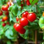100 Seeds Dwarf Bush Cherry Tomato Seeds for Planting (Seeds)