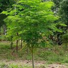 25 Seeds of The Tree of Life The Moringa Tree Easy to Grow Fast Growing Tree