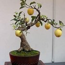 4 Large Seeds Bonsai Pear Tree Seeds Grow Fruit Bearing Bonsai (Seeds)