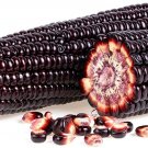 50 Seeds Rare Purple Popcorn Seeds for Planting Exotic Edible Corn (Seeds) 50 Seeds Rare Purple Popcorn Seeds for Planting Exotic Edible Corn (Seeds)