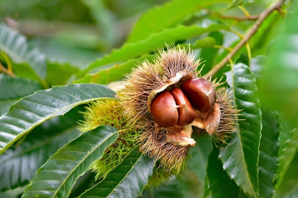 1 Seed Chinese Chestnut Live Tree Seedlings Chinese Chestnut (Seeds)