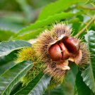 1 Seed Chinese Chestnut Live Tree Seedlings Chinese Chestnut (Seeds) 1 Seed Chinese Chestnut Live Tree Seedlings Chinese Chestnut (Seeds)
