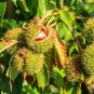 1 Seed Chinese Chestnut Live Tree Seedlings Chinese Chestnut (Seeds)