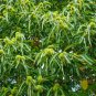 1 Seed Chinese Chestnut Live Tree Seedlings Chinese Chestnut (Seeds)