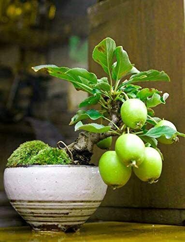20 Seeds Guava Fruit Bonsai Tree Seeds Grow Exotic Delicious Tropical Bonsai Tree (Seeds)