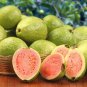 20 Seeds Guava Fruit Bonsai Tree Seeds Grow Exotic Delicious Tropical Bonsai Tree (Seeds)