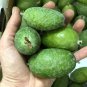 20 Seeds Guava Fruit Bonsai Tree Seeds Grow Exotic Delicious Tropical Bonsai Tree (Seeds)