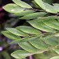 10 Seeds Cocobolo Tree Seeds for Planting Highly Desired Lumber for Fine Woodwork (Seeds)
