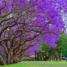 100 Seeds Blue Jacaranda Tree Seeds Stunning Flowering (Seeds)