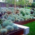 100 Seeds Blue Fescue Grass Seeds Festuca glauca Exotic Blue Grass (Seeds)