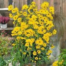 500 Seeds Giant Maximillian Sunflower Seeds for Planting Perennial Sunflower (Seeds)