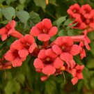 25 Seeds Red Trumpet Creeper Vine Seeds Hummingbird Bush - Non-GMO Seeds (Seeds)
