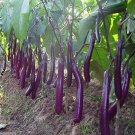 150 Seeds Long Purple Eggplant Seeds for Planting Non-GMO Exotic Heirloom Vegetables (Seeds)
