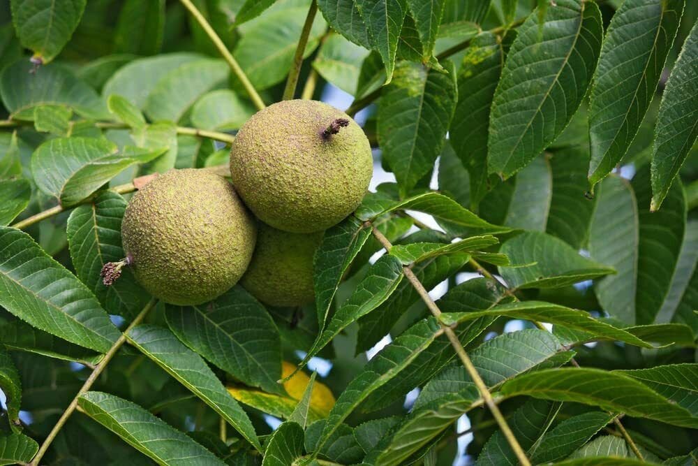 4 Seeds Black Walnut Tree Seeds for Planting Juglans nigra (Seeds)