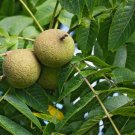 4 Seeds Black Walnut Tree Seeds for Planting Juglans nigra (Seeds) 4 Seeds Black Walnut Tree Seeds for Planting Juglans nigra (Seeds)