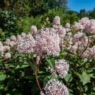 50 Seeds New Jersey Tea Seeds for Planting Blooming Shrub (Seeds)