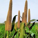 200 Seeds Pearl Millet Grass Seeds for Planting Pennisetum glaucum Ornamental Grass (Seeds)