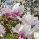 10 Seeds Magnolia Tree Seeds Beautiful Pink/White Flowers (Seeds)