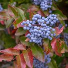 50 Seeds Creeping Barberry Bush Seeds for Planting Mahonia repens (Seeds)
