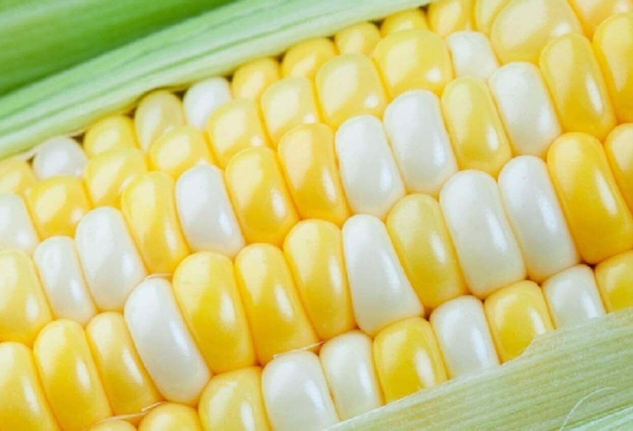 100 Seeds Ambrosia Sweet Corn (Seeds)