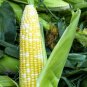 100 Seeds Ambrosia Sweet Corn (Seeds)
