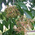 30 Seeds Bee-bee Tree Seeds for Planting Tetradium daniellii (Seeds)