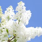 25 Seeds White Japanese Lilac Seeds (Extremely Fragrant) (Seeds)