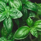 500+ Seeds Genovese Basil Seeds for Planting (Seeds)