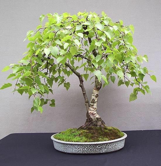 100 Seeds White Paper Birch Tree Seeds for Planting Highly Prized Bonsai (Seeds)