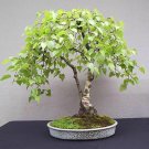 100 Seeds White Paper Birch Tree Seeds for Planting Highly Prized Bonsai (Seeds)