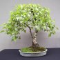 100 Seeds White Paper Birch Tree Seeds for Planting Highly Prized Bonsai (Seeds)