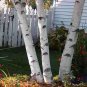 100 Seeds White Paper Birch Tree Seeds for Planting Highly Prized Bonsai (Seeds)