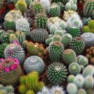 100 Seeds Cacti Seeds Mix Grow Exotic Cacti (Seeds)