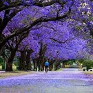 25 Seeds Blue Jacaranda Tree Seeds Exotic Tree (Seeds)