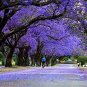 25 Seeds Blue Jacaranda Tree Seeds Exotic Tree (Seeds)