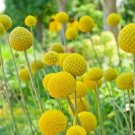 50 Seeds Yellow Globe Flower Seeds Great for Cut Flowers and Flower Bonsai (Seeds)