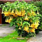 20 Seeds Yellow Trumpetbush Seeds to Grow Rare and Exotic Yellow Trumpet Bush (Seeds)