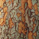 30 Seeds Chinese Corkbark Elm Tree Seeds for Planting  Exotic Bark Coloring (Seeds)