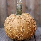 10 Seeds Grizzly Bear Pumpkin Seeds for Planting Rare Brown Warty Fruit (Seeds)