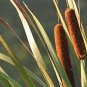 500 Seeds Cattail Seeds for Planting (Seeds)